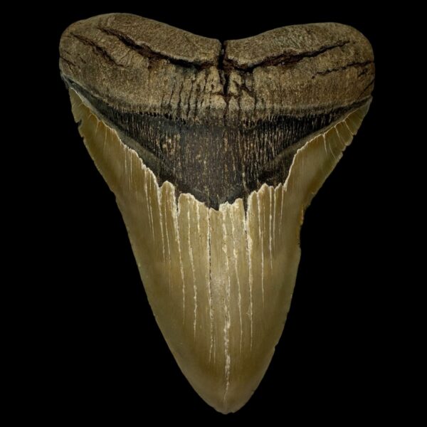 5.76" Serrated Megalodon Tooth Fossil