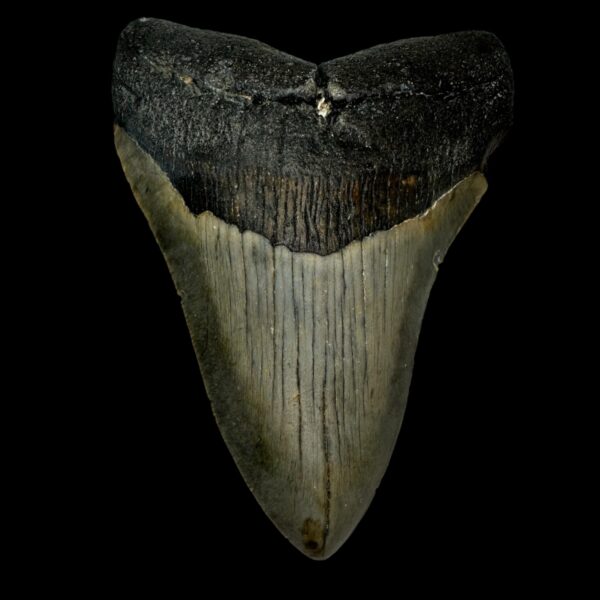 4.94" Megalodon Tooth Fossil