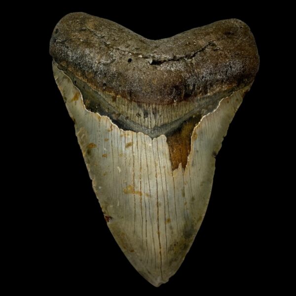 6.45" Megalodon Tooth Fossil
