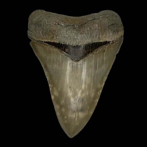 4.54" Serrated Megalodon Tooth Fossil