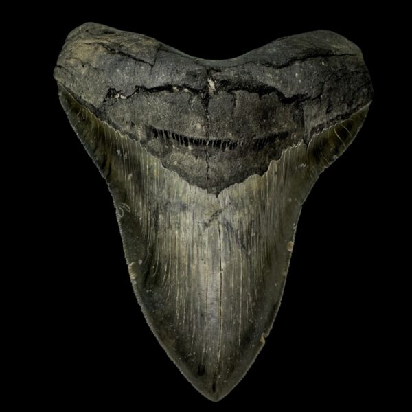 5.88" Serrated Megalodon Tooth Fossil