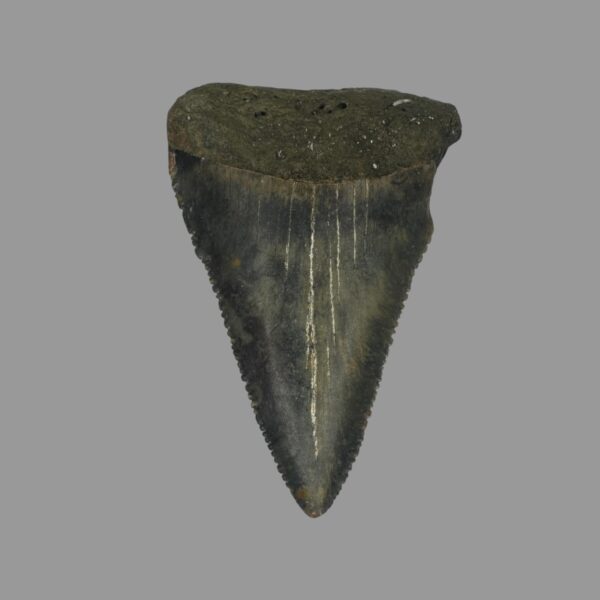Great White Tooth Fossil 2.13"
