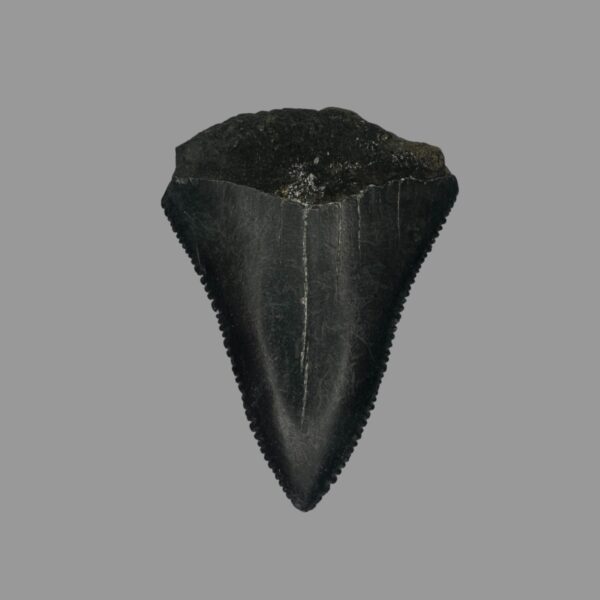 Great White Tooth Fossil 2.12"