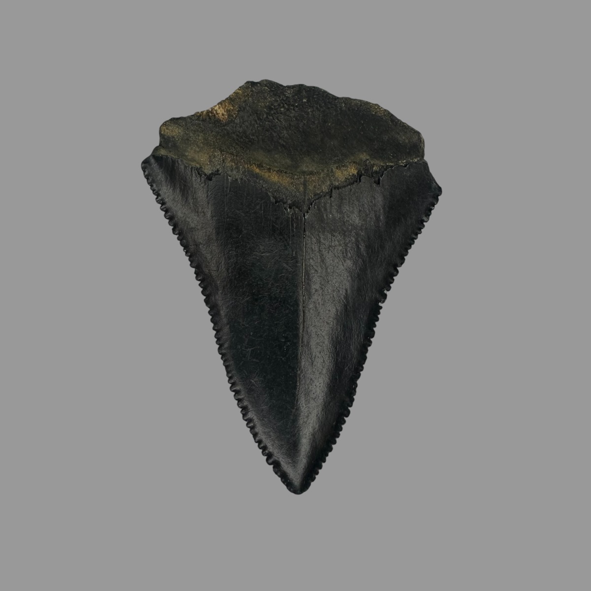 Great White Tooth Fossil 2.12" - Image 2
