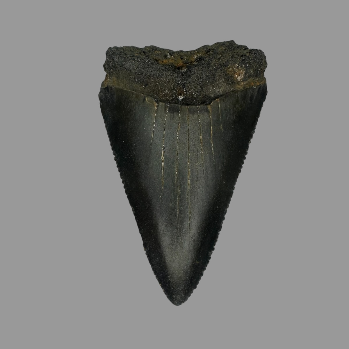 Great White Tooth Fossil 2.34"