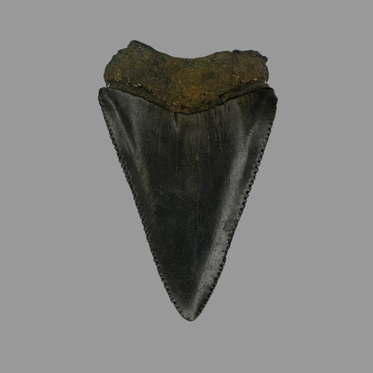 Great White Tooth Fossil 2.34" - Image 2