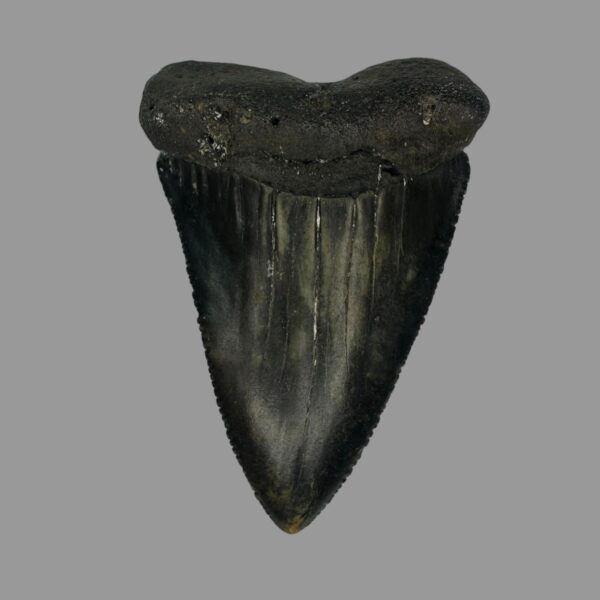 Pathological Great White Tooth Fossil 2.68"