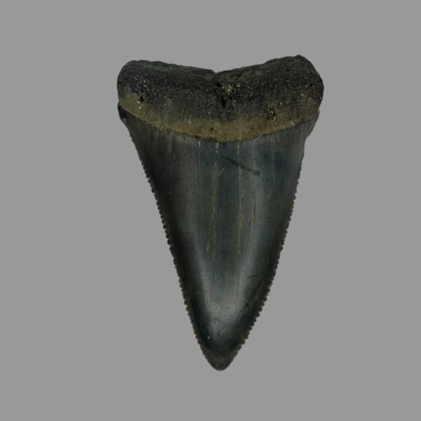 Great White Tooth Fossil 2.30"