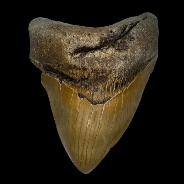 5.18" Pathological Megalodon Tooth Fossil