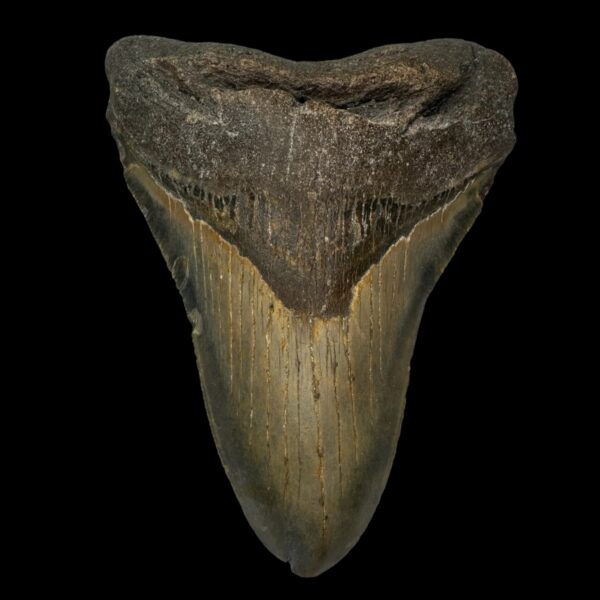 4.79" Pathological Megalodon Tooth Fossil