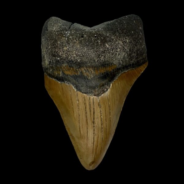 4.00" Pathological Megalodon Tooth Fossil