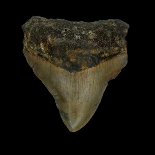 2.93" Pathological Megalodon Tooth Fossil