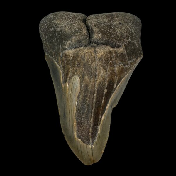4.06" Pathological Megalodon Tooth Fossil