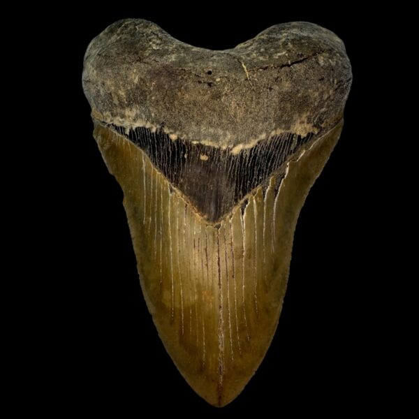5.82" Serrated Megalodon Tooth Fossil