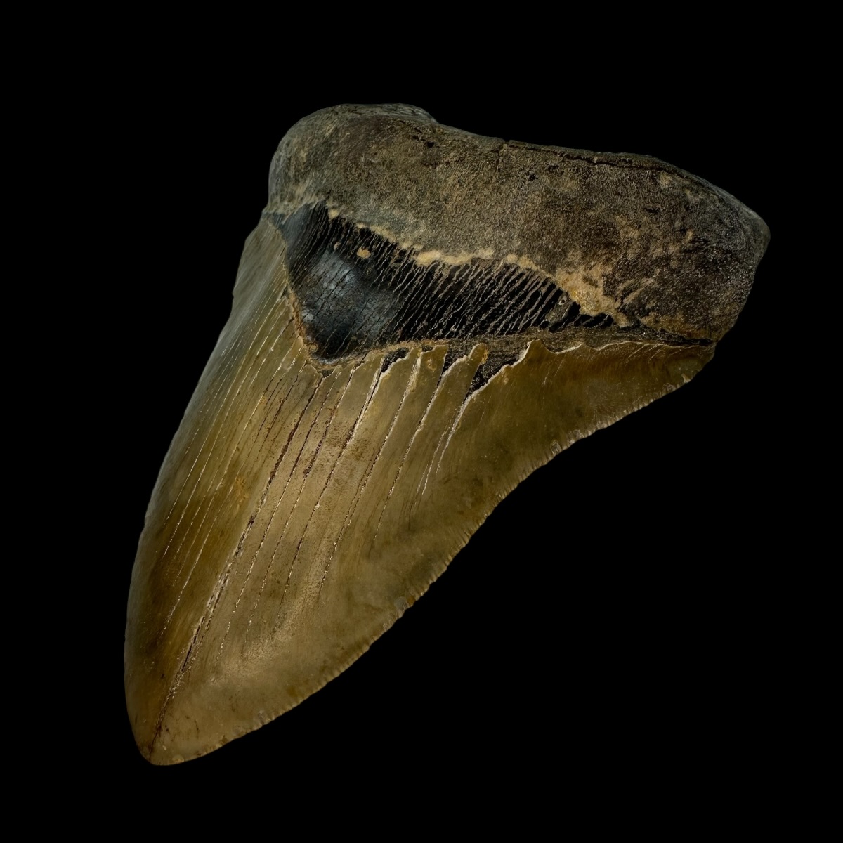 5.82" Serrated Megalodon Tooth Fossil - Image 3
