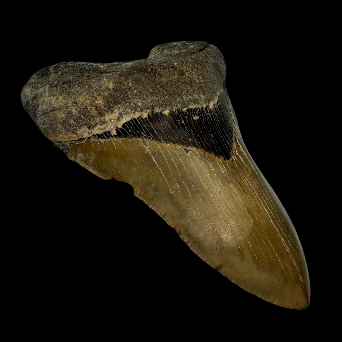 5.82" Serrated Megalodon Tooth Fossil - Image 4