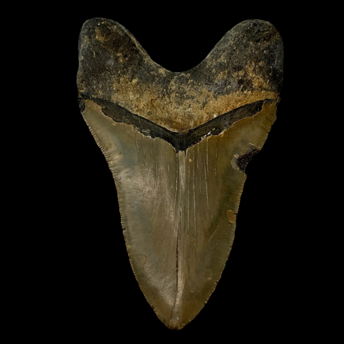5.82" Serrated Megalodon Tooth Fossil - Image 2