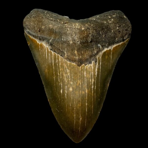 5.09" Serrated Megalodon Tooth Fossil
