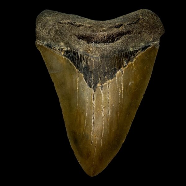 5.07" Serrated Megalodon Tooth Fossil