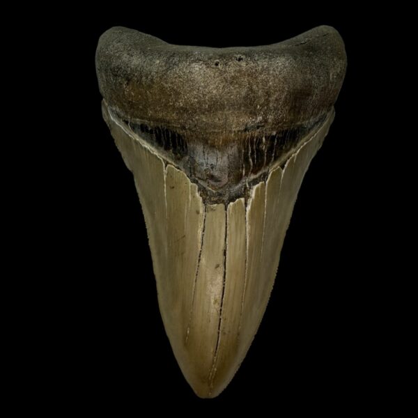 4.83" Serrated Megalodon Tooth Fossil