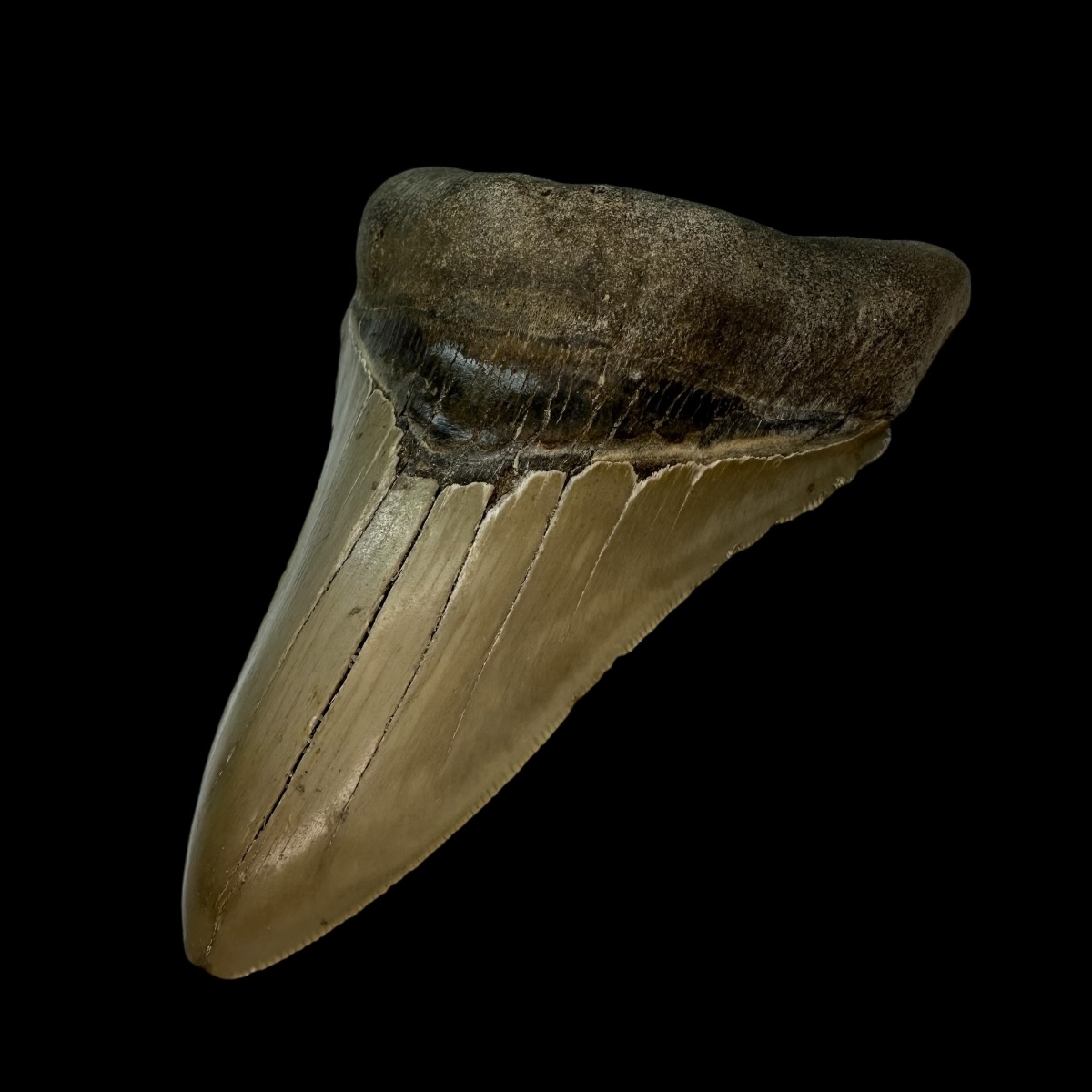 4.83" Serrated Megalodon Tooth Fossil - Image 3