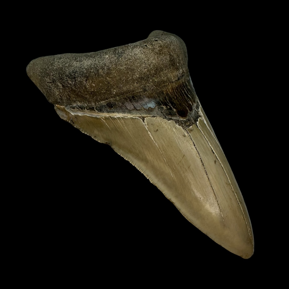 4.83" Serrated Megalodon Tooth Fossil - Image 4