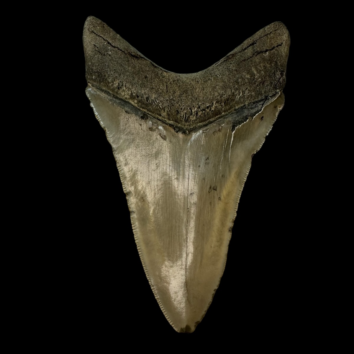 4.83" Serrated Megalodon Tooth Fossil - Image 2