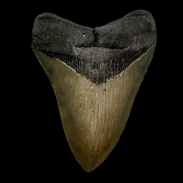 4.63" Serrated Megalodon Tooth Fossil