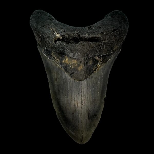 4.60" Megalodon Tooth Fossil