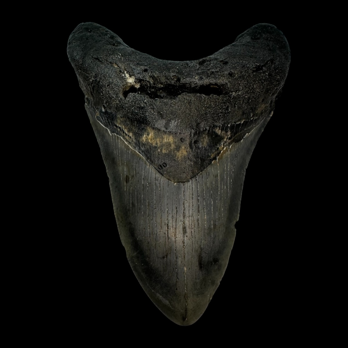 4.60" Megalodon Tooth Fossil