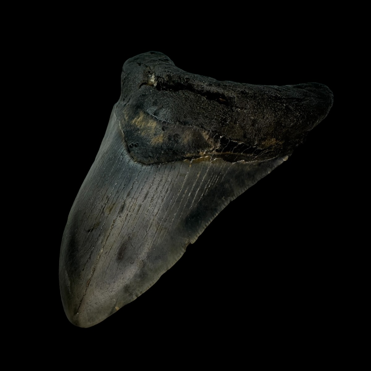 4.60" Megalodon Tooth Fossil - Image 3