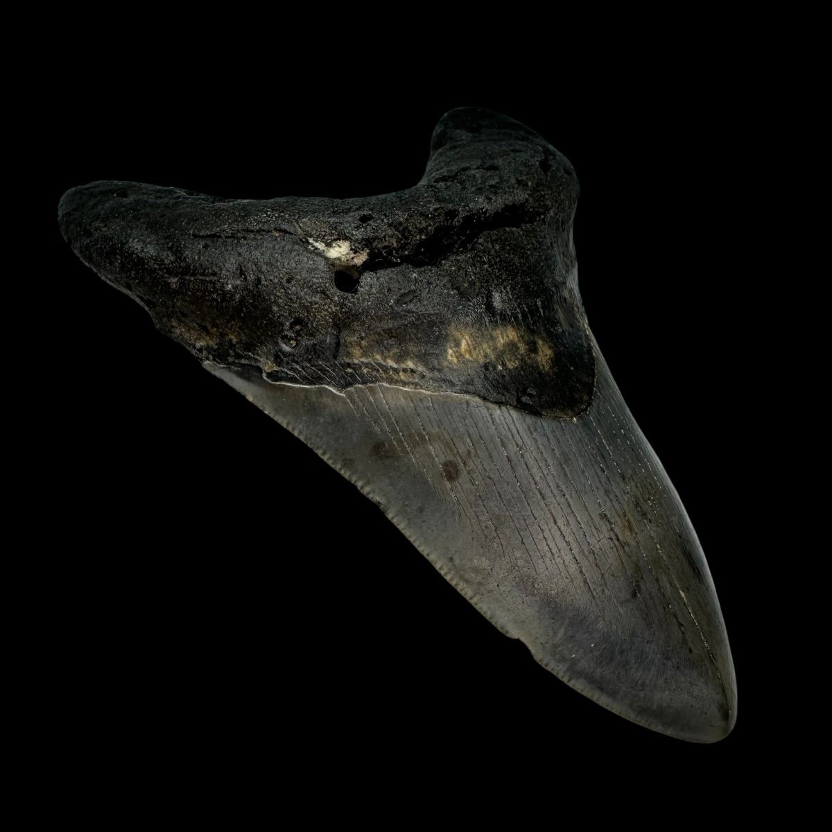 4.60" Megalodon Tooth Fossil - Image 4