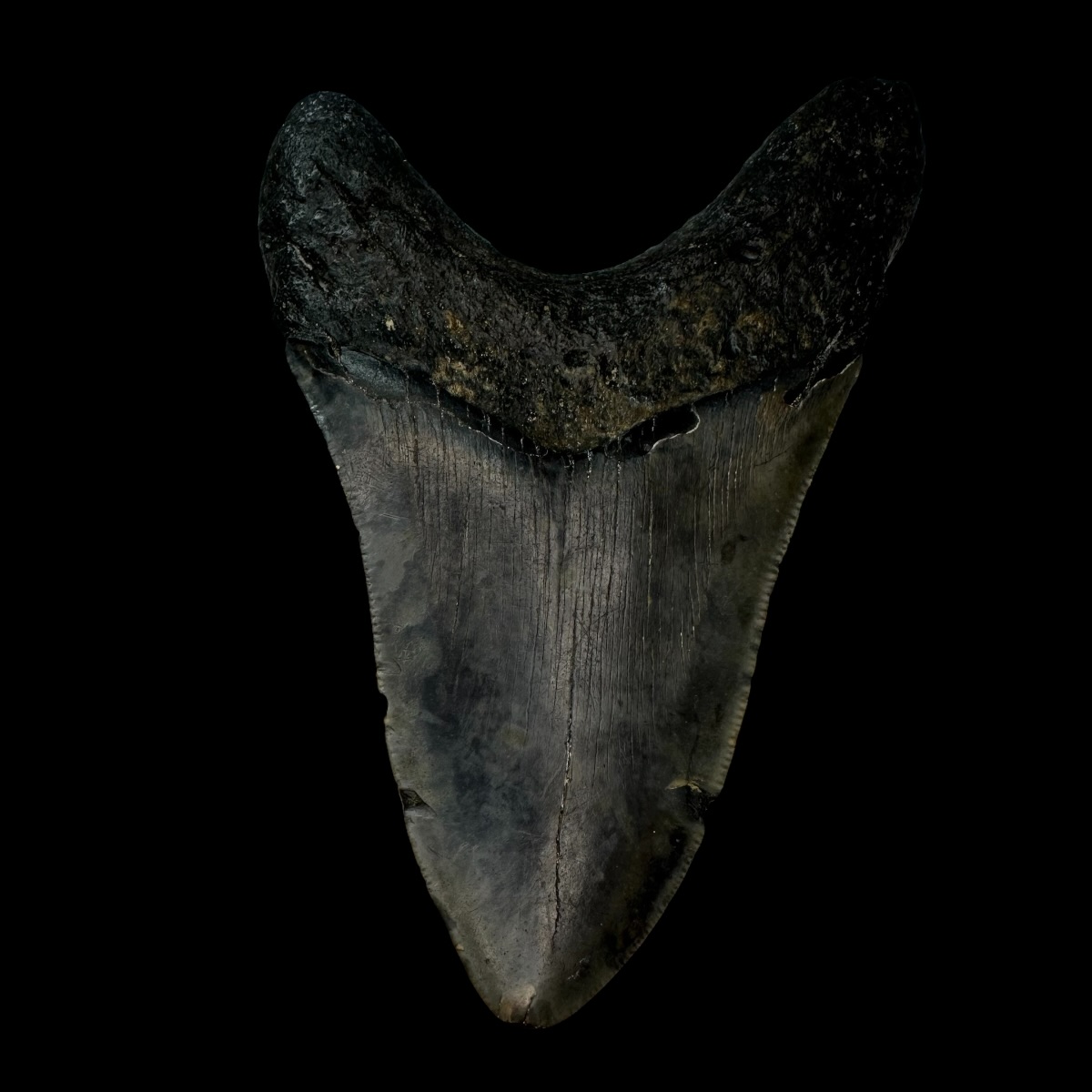 4.60" Megalodon Tooth Fossil - Image 2