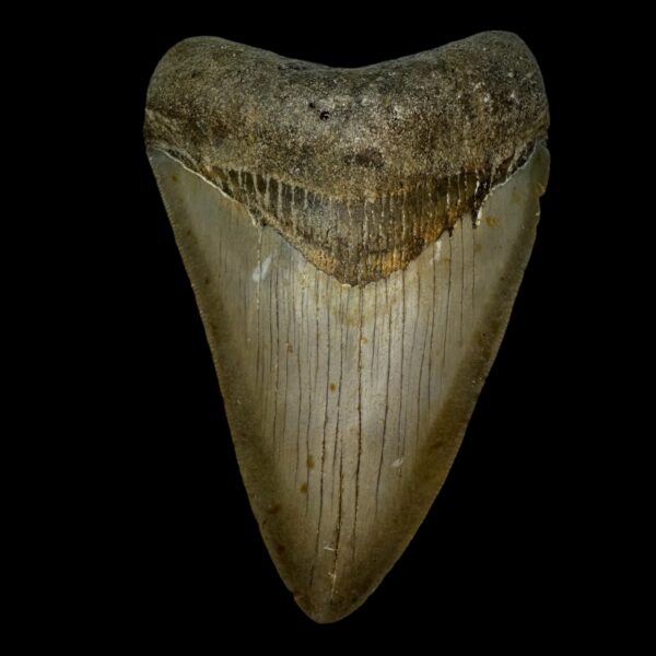 4.30" Serrated Megalodon Tooth Fossil