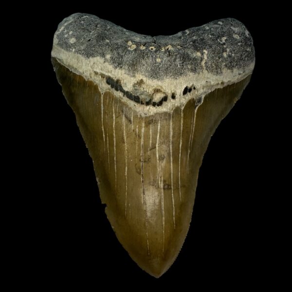4.28" Serrated Megalodon Tooth Fossil