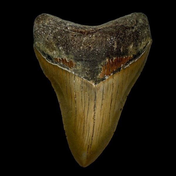 4.06" Serrated Megalodon Tooth Fossil
