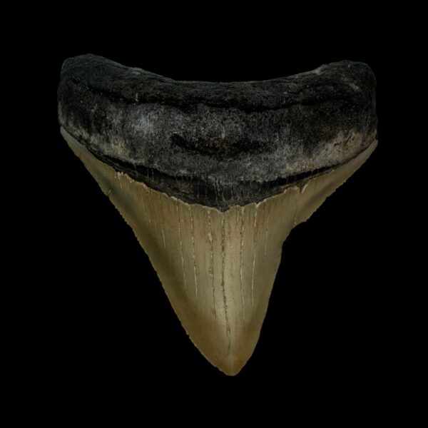 3.22" Serrated Megalodon Tooth Fossil