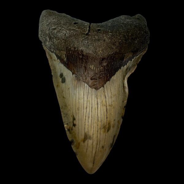 4.76" Pathological Megalodon Tooth Fossil