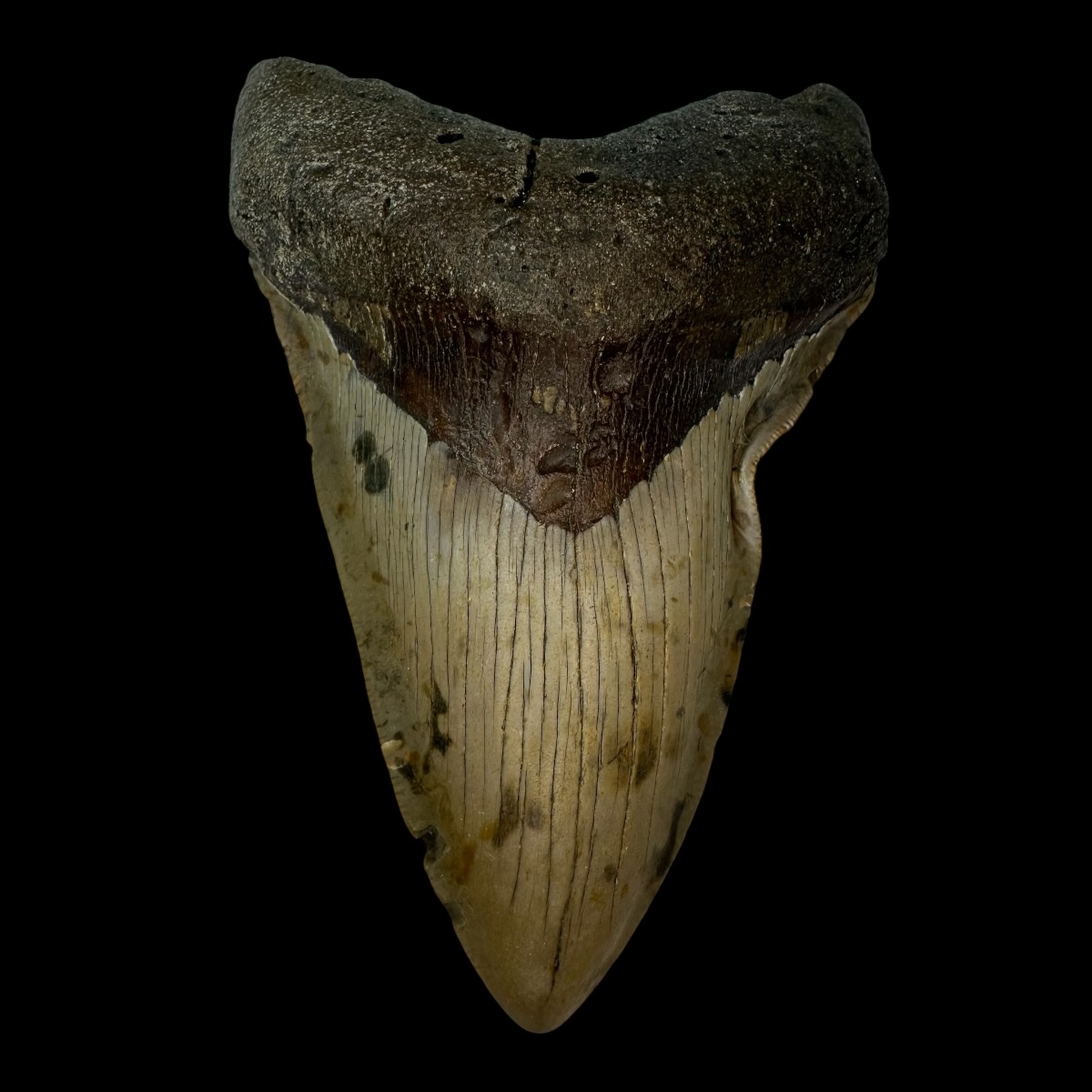 4.76" Pathological Megalodon Tooth Fossil