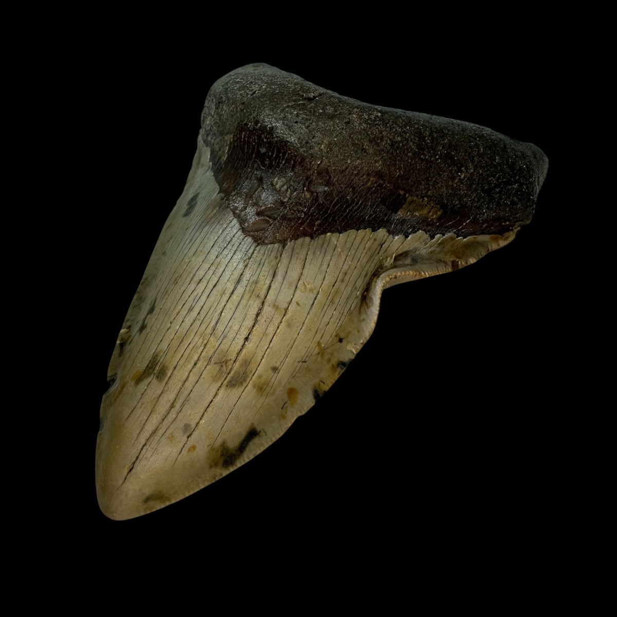 4.76" Pathological Megalodon Tooth Fossil - Image 3