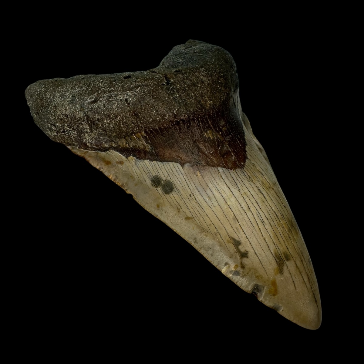 4.76" Pathological Megalodon Tooth Fossil - Image 4
