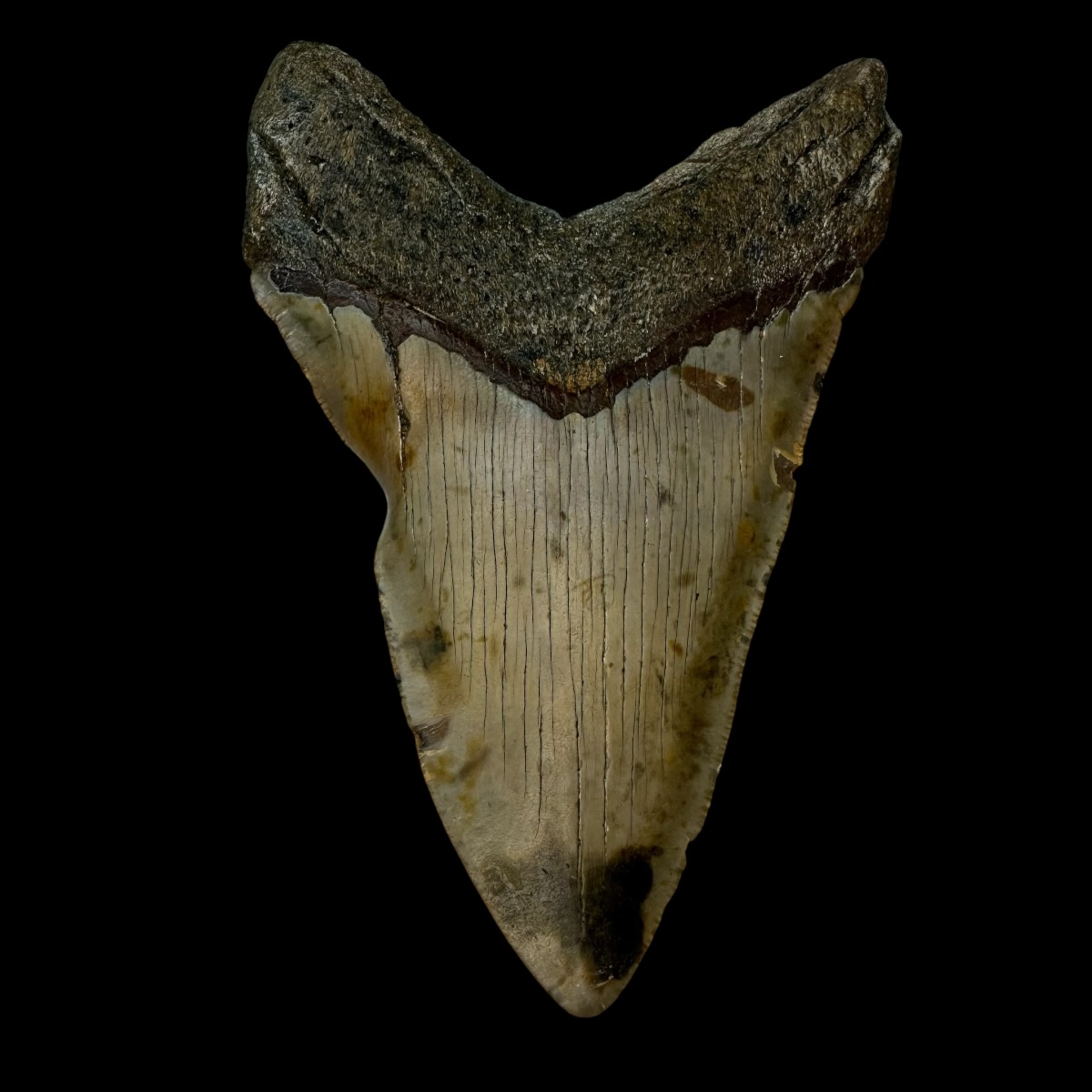 4.76" Pathological Megalodon Tooth Fossil - Image 2