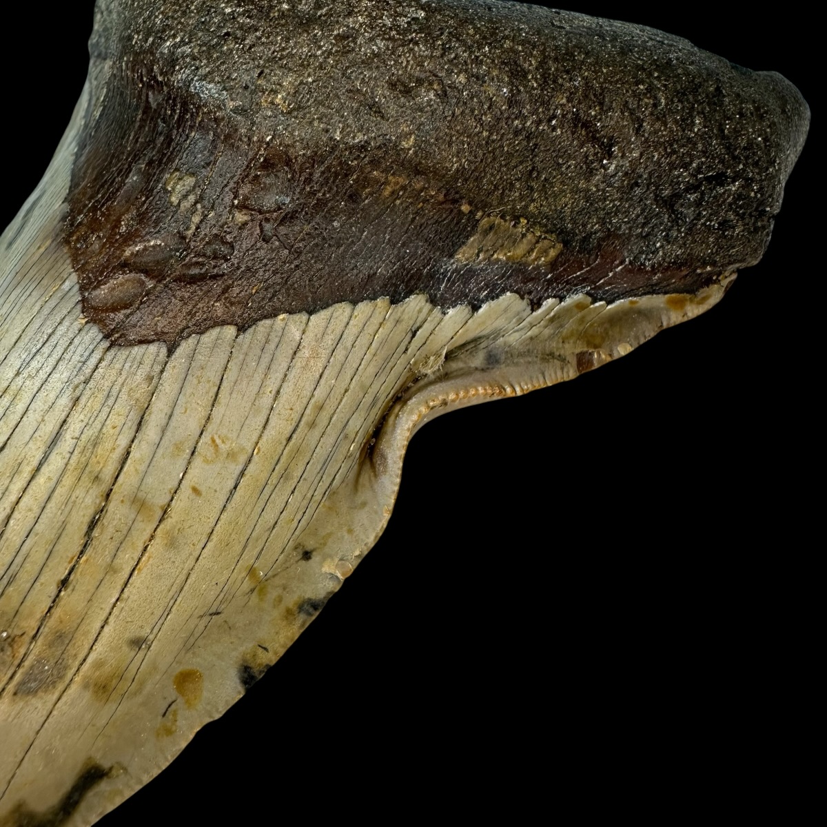 4.76" Pathological Megalodon Tooth Fossil - Image 5