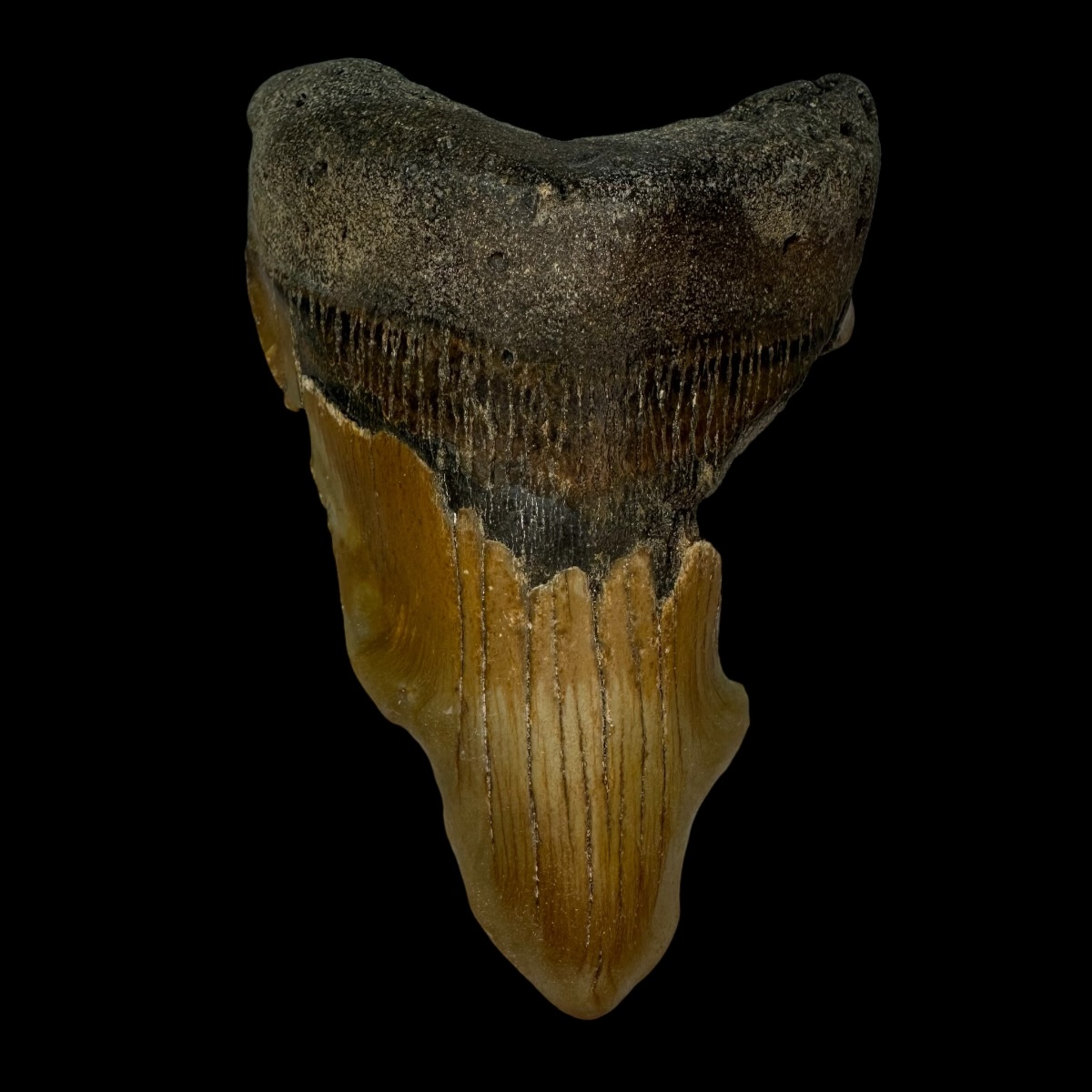 4.15" Pathological Megalodon Tooth Fossil