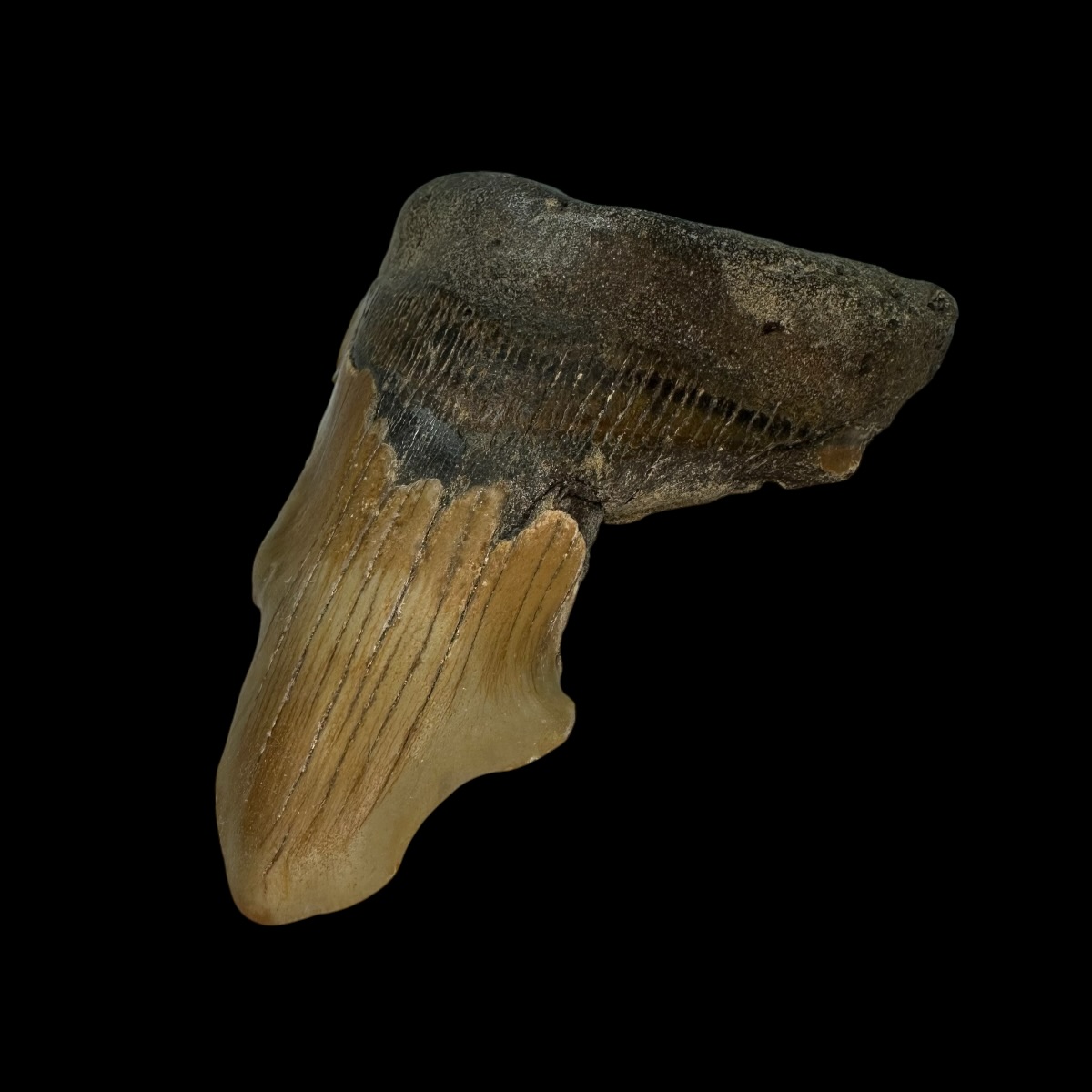 4.15" Pathological Megalodon Tooth Fossil - Image 3