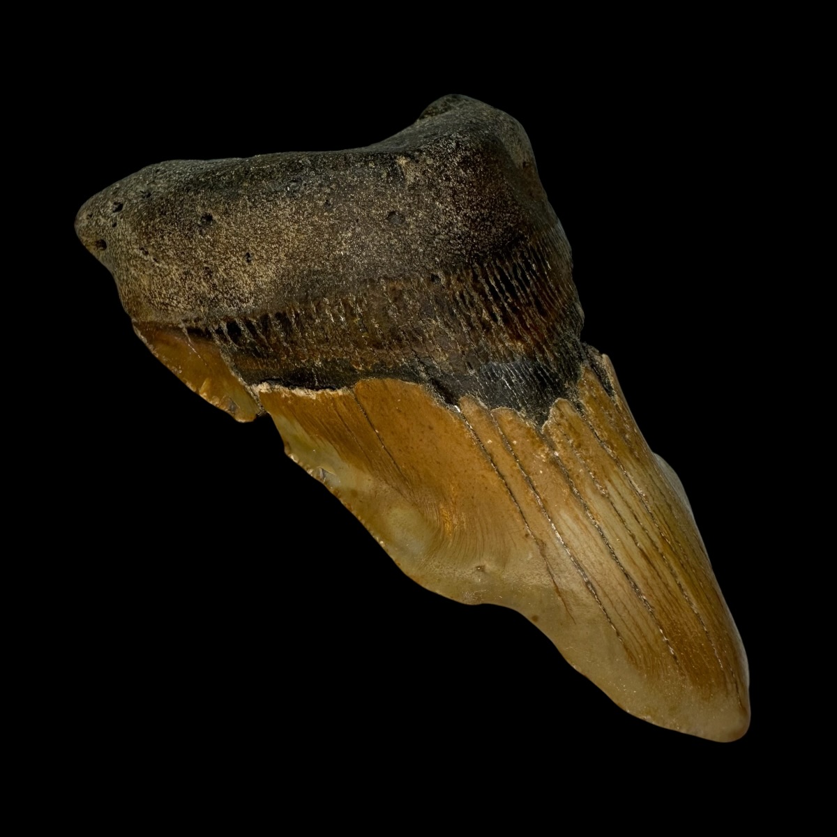 4.15" Pathological Megalodon Tooth Fossil - Image 4
