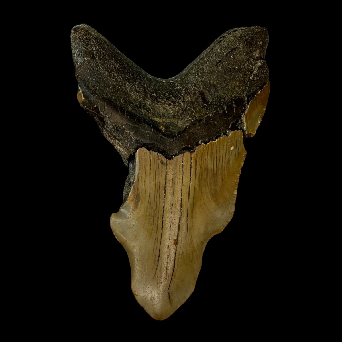 4.15" Pathological Megalodon Tooth Fossil - Image 2