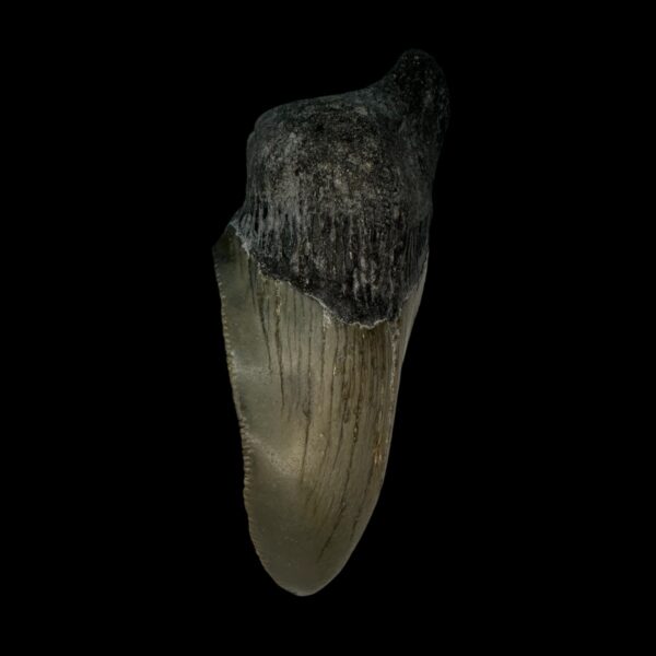 3.34" Pathological Megalodon Tooth Fossil