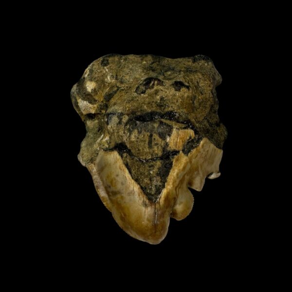 2.19" Pathological Megalodon Tooth Fossil