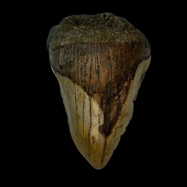 3.91" Pathological Megalodon Tooth Fossil